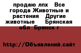 продаю лпх - Все города Животные и растения » Другие животные   . Брянская обл.,Брянск г.